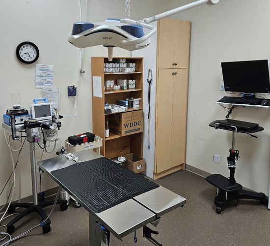 Intercity Animal Emergency Clinic