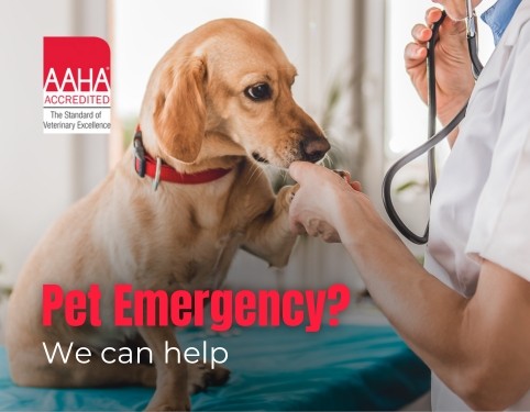 Intercity Animal Emergency Clinic