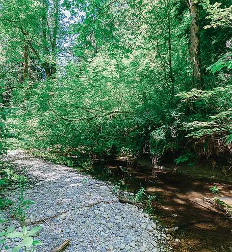 Liberty Farm – Dog & Horse Ranch