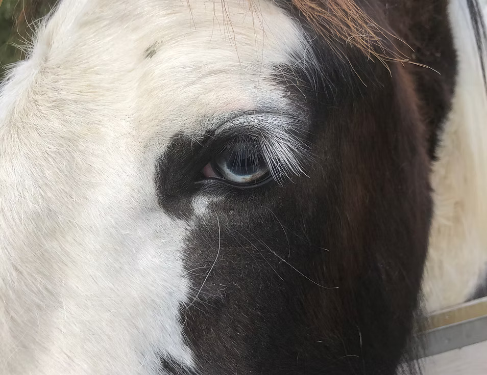 Liberty Farm – Dog & Horse Ranch