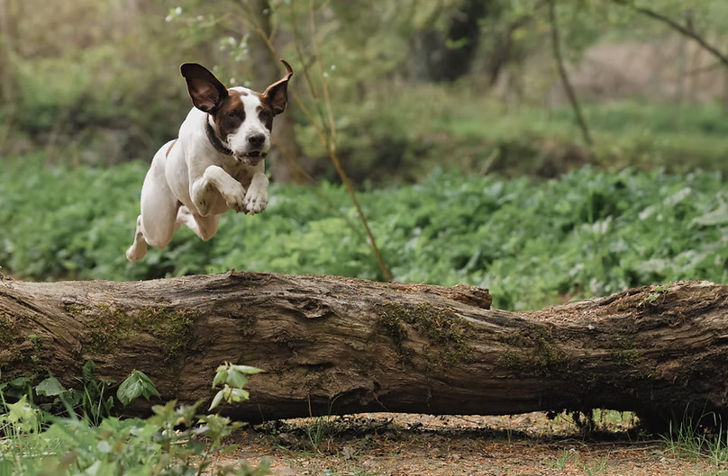 Liberty Farm – Dog & Horse Ranch