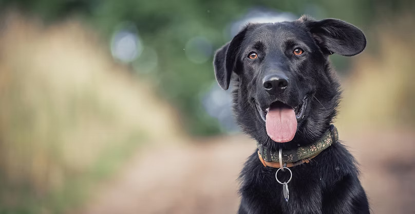 Liberty Farm – Dog & Horse Ranch