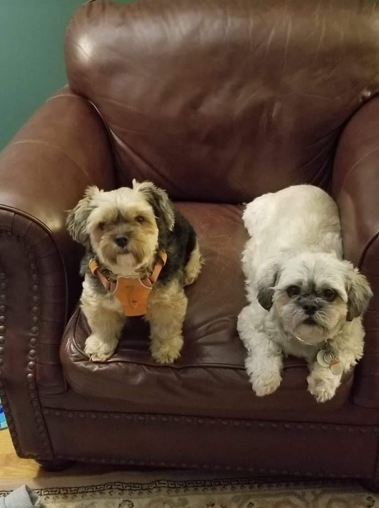 Must Love Dogs Pet Care Services