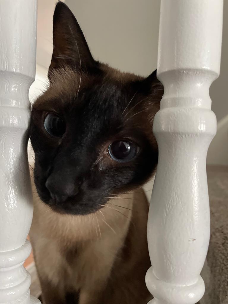 Must Love Dogs Pet Care Services