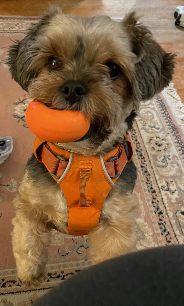 Must Love Dogs Pet Care Services