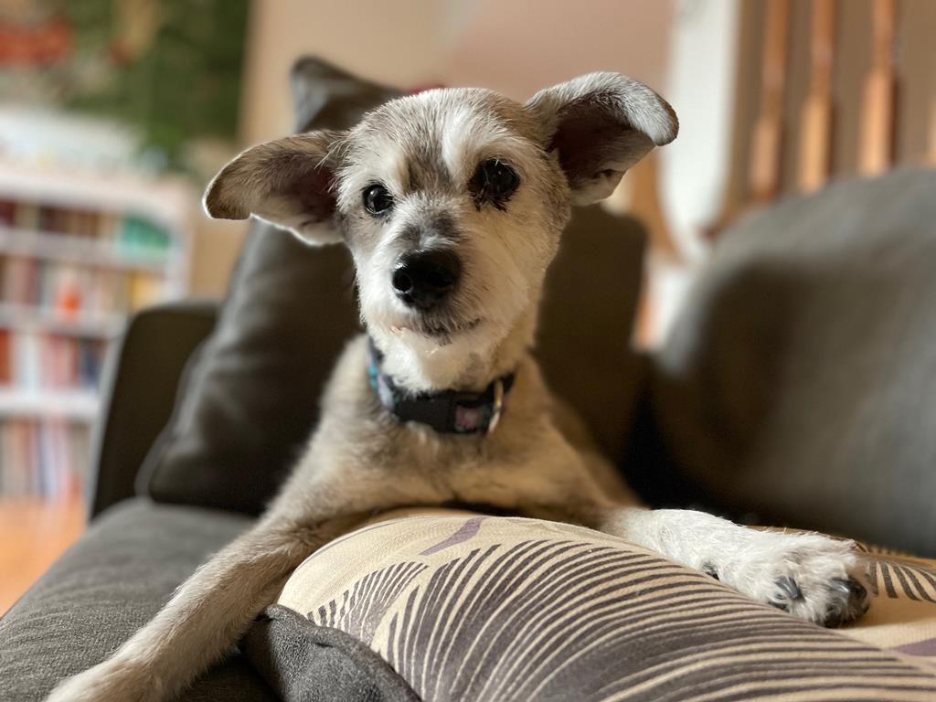 Must Love Dogs Pet Care Services