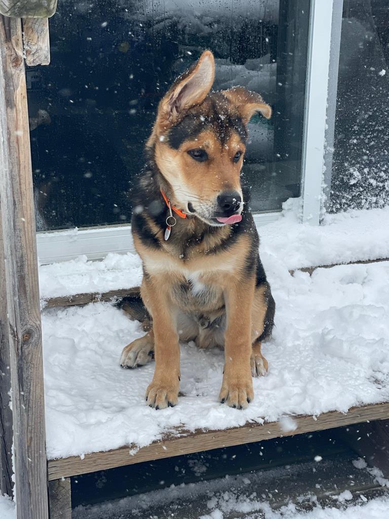 Must Love Dogs Pet Care Services