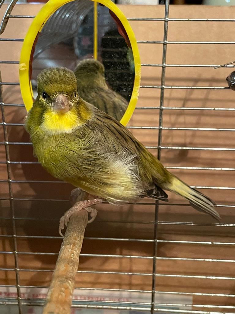 Must Love Dogs Pet Care Services