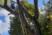 Tony’s Tree Care