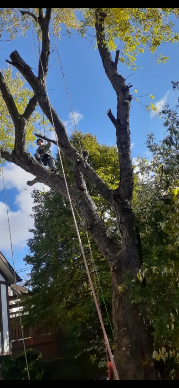 Tony’s Tree Care