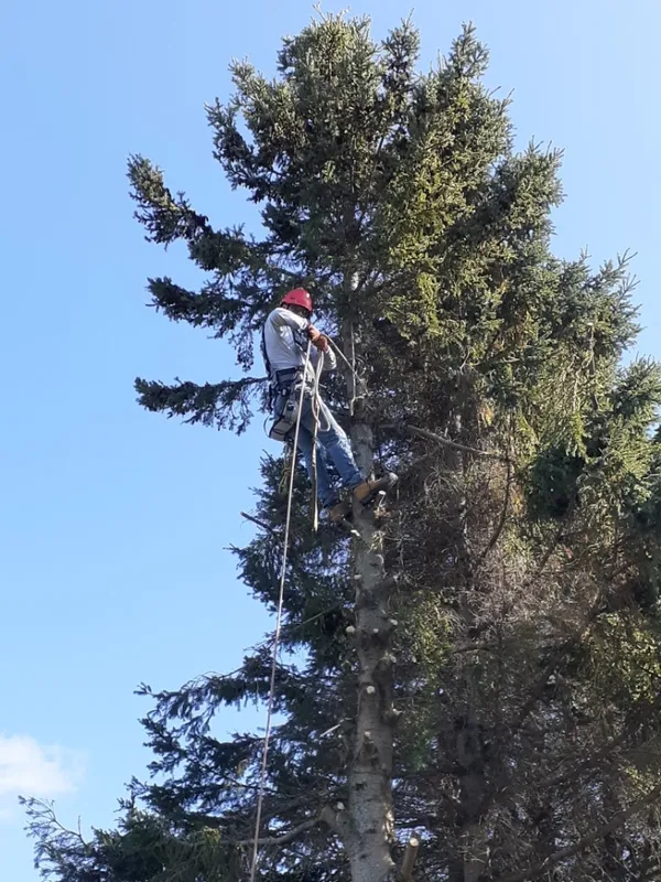 Tony’s Tree Care