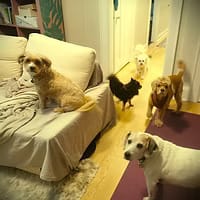 Patrick Gardner dog walker