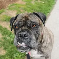 Patrick Gardner dog walker