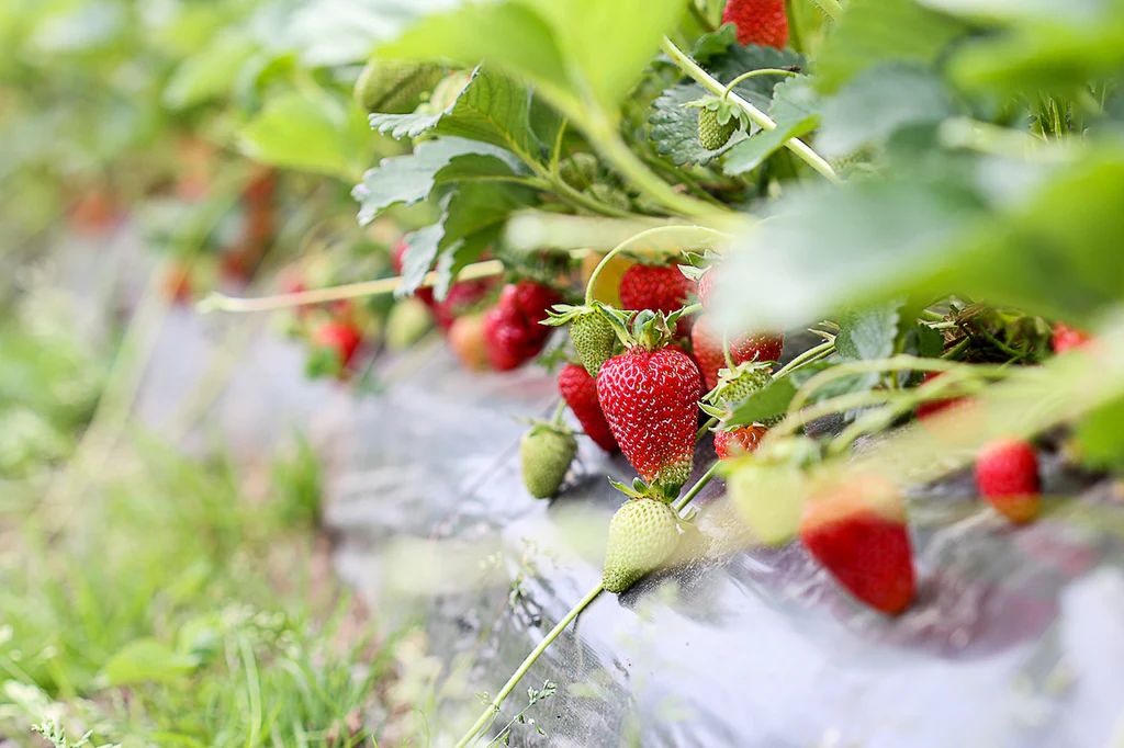 Krause Berry Farms & Estate Winery