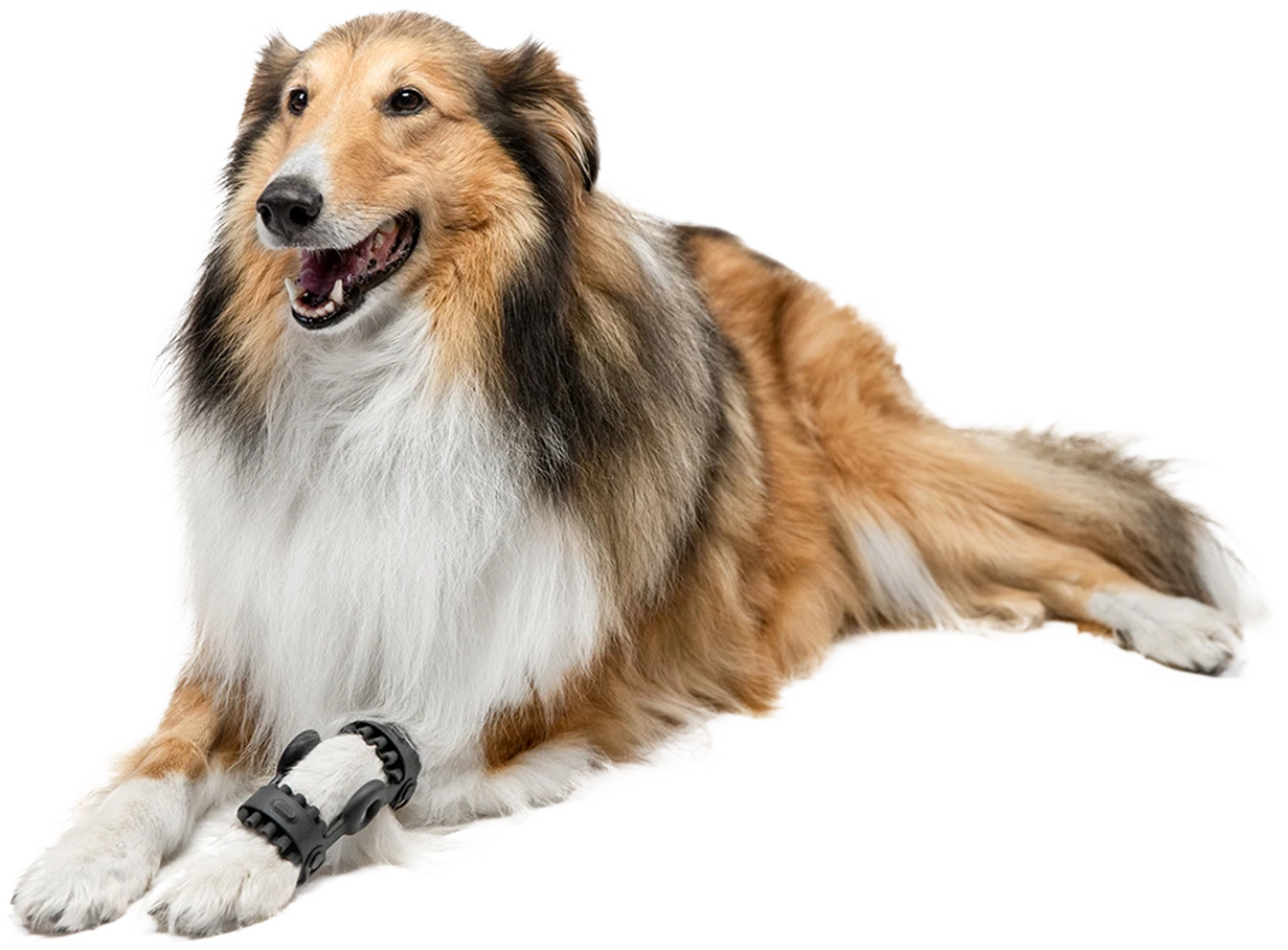 Atlas Animal Hospital & Emergency Vancouver