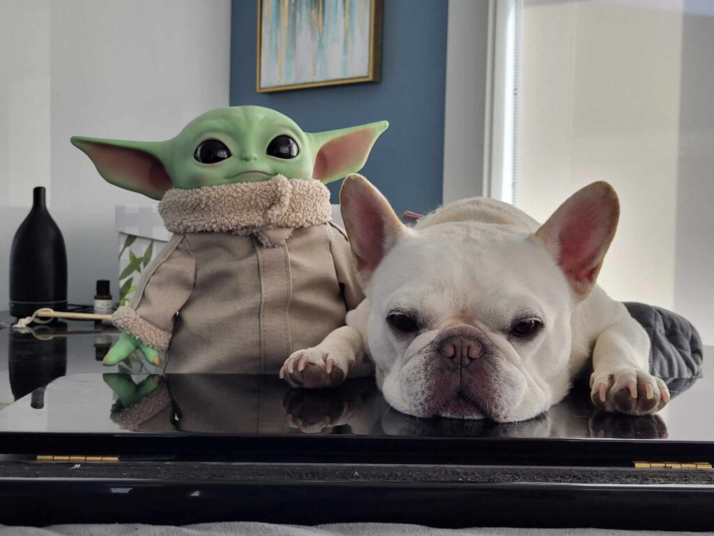 Little Angel’s Dogs