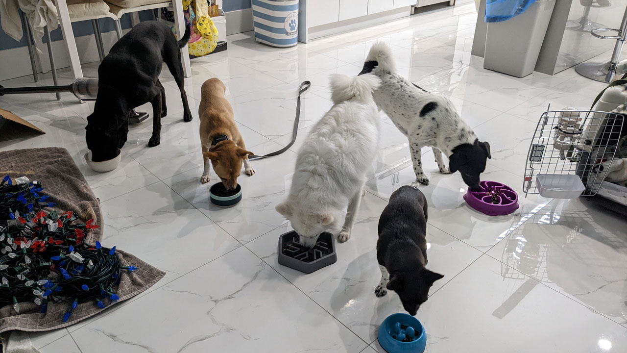 Little Angel’s Dogs