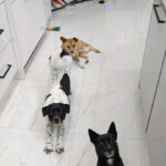 Little Angel’s Dogs