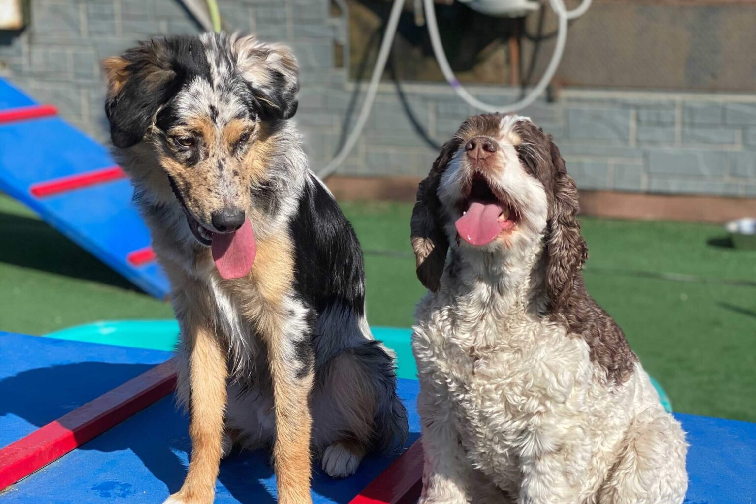 Canine Adventure Den