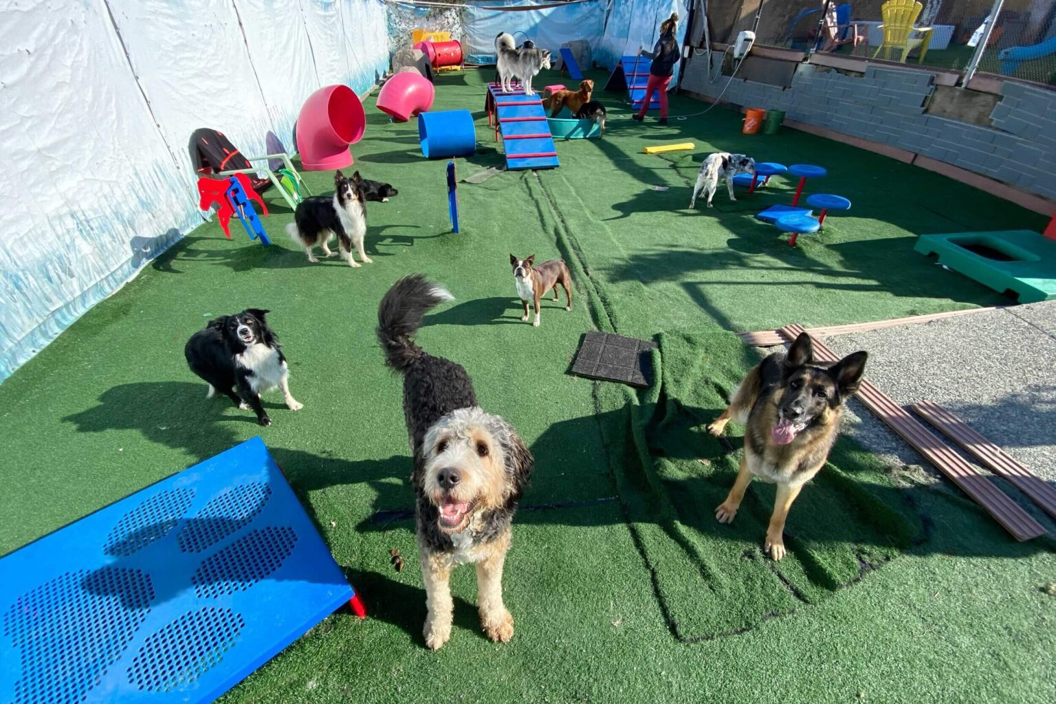 Canine Adventure Den