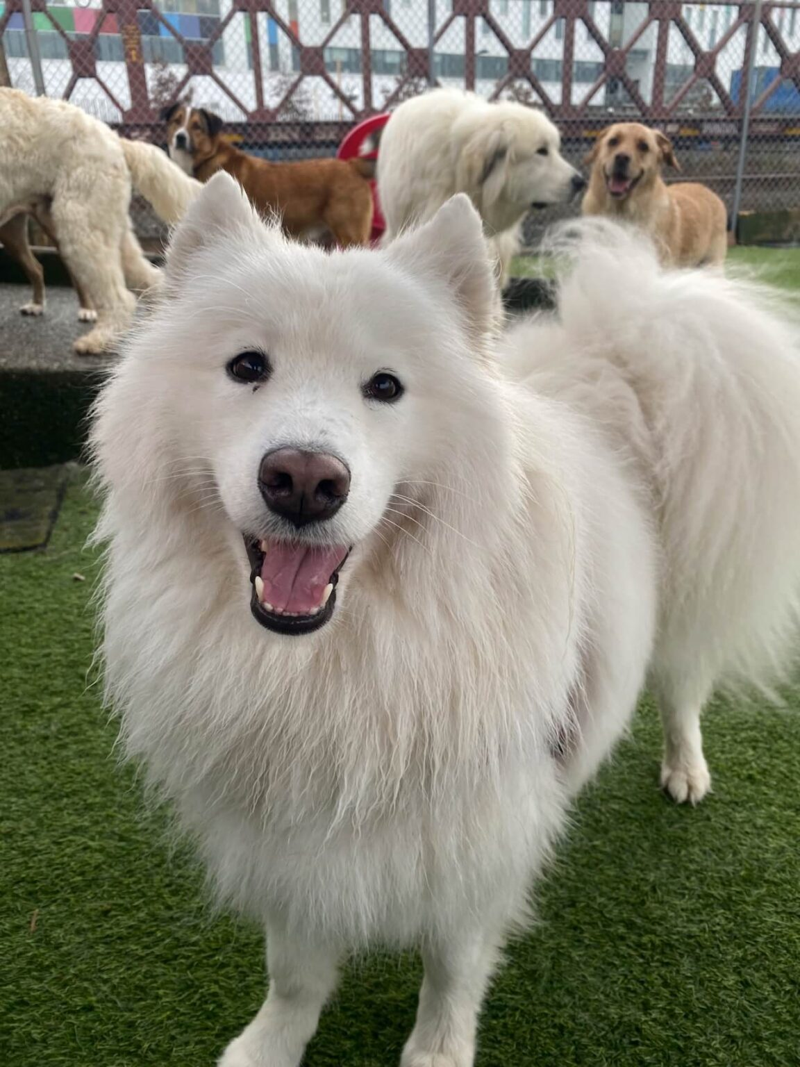 Canine Adventure Den