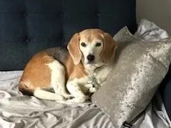 Wag-a-tail Dog Walking & Cat Sitting