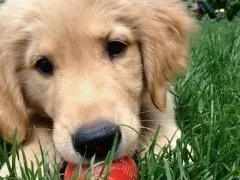 Wag-a-tail Dog Walking & Cat Sitting