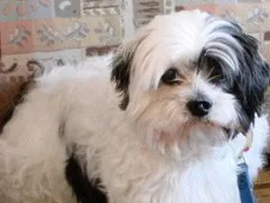 Wag-a-tail Dog Walking & Cat Sitting