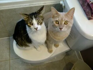 Wag-a-tail Dog Walking & Cat Sitting