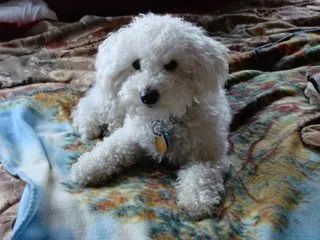 Wag-a-tail Dog Walking & Cat Sitting