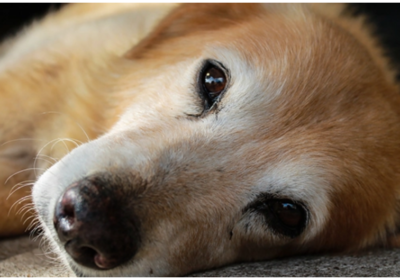 Annotation-2025-09-29-144600