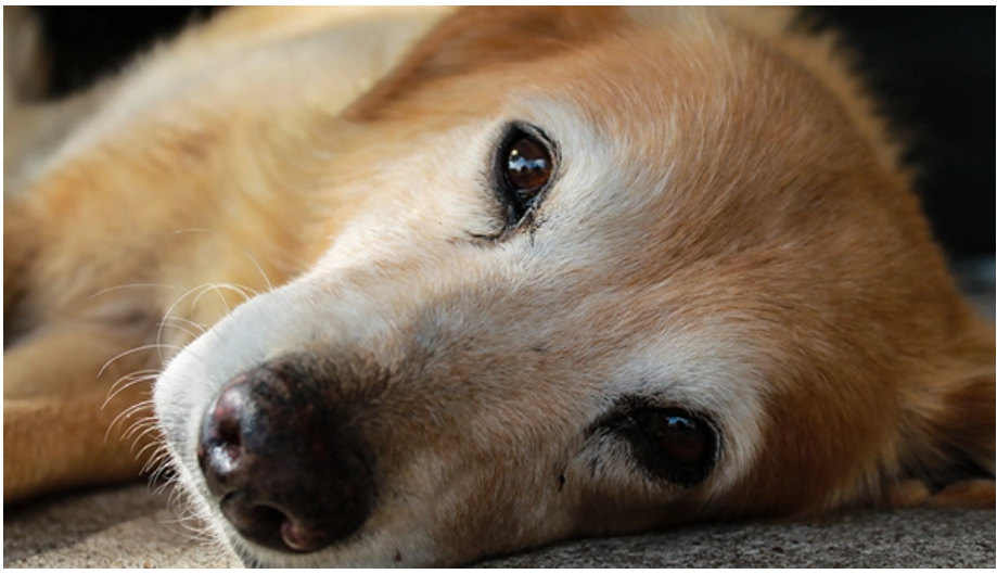 Wellesley Animal Hospital