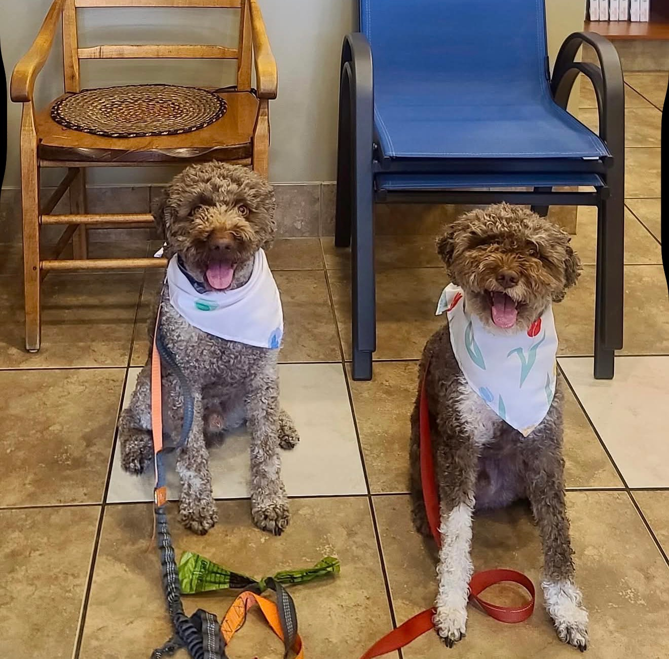 South Surrey Veterinary Hospital