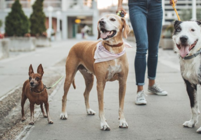 spadina-animal-hospital