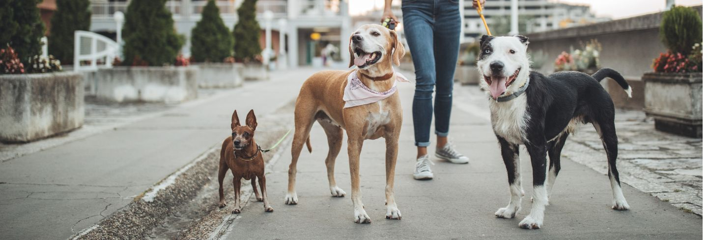 Spadina Animal Hospital