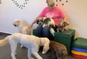 Woof & Wags Dog Daycare and Pet Services Inc