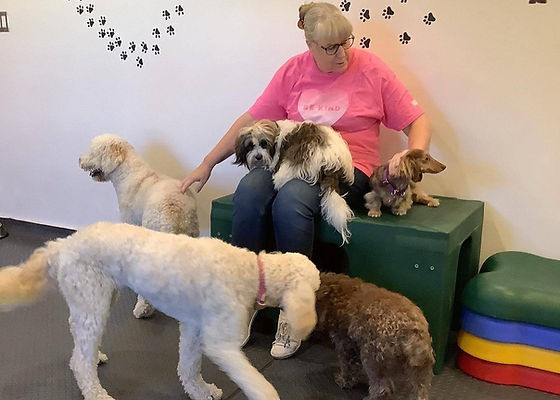 Woof & Wags Dog Daycare and Pet Services Inc