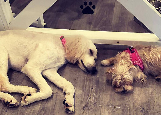 Woof & Wags Dog Daycare and Pet Services Inc