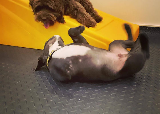 Woof & Wags Dog Daycare and Pet Services Inc