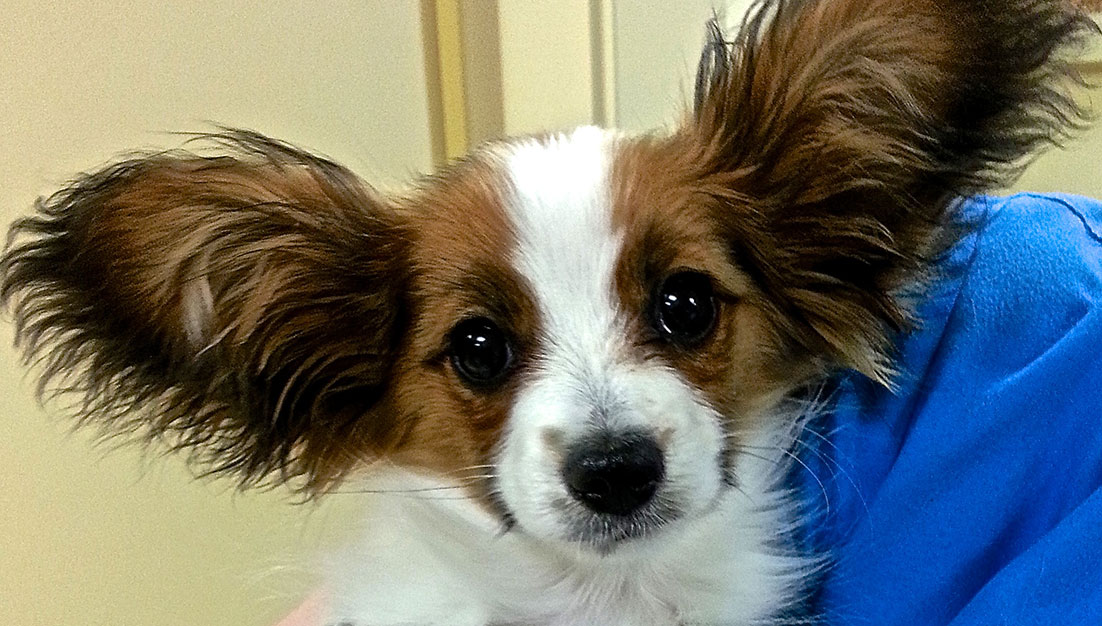 Fleetwood Veterinary Clinic