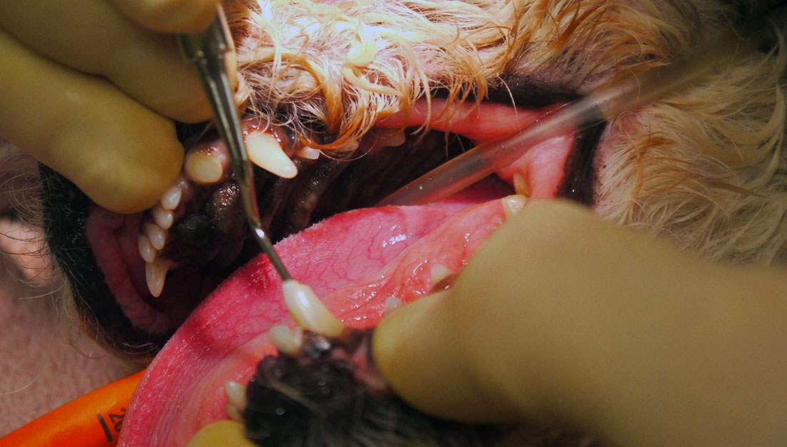 Fleetwood Veterinary Clinic