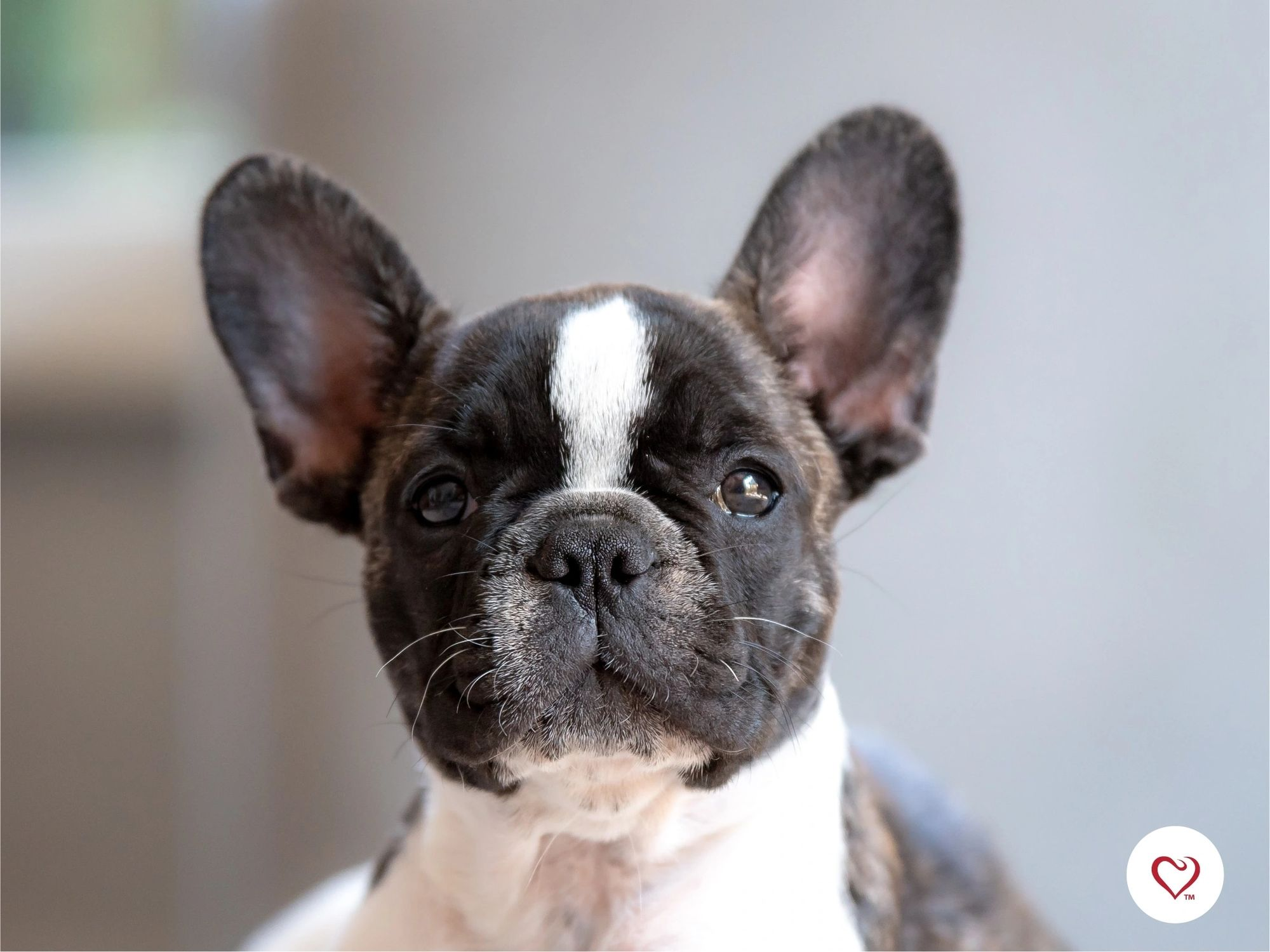 Hamilton Veterinary Services (HVS)