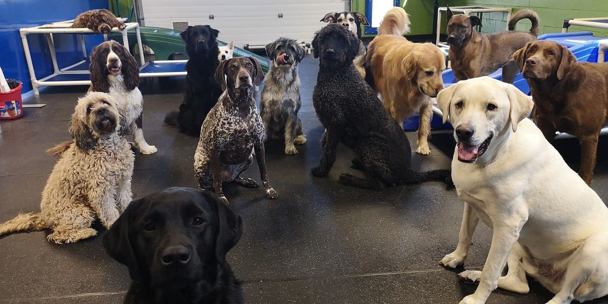 Sublime Cat N’ Canine Ltd.