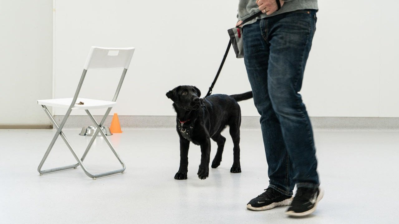 Good Dog of Port Coquitlam