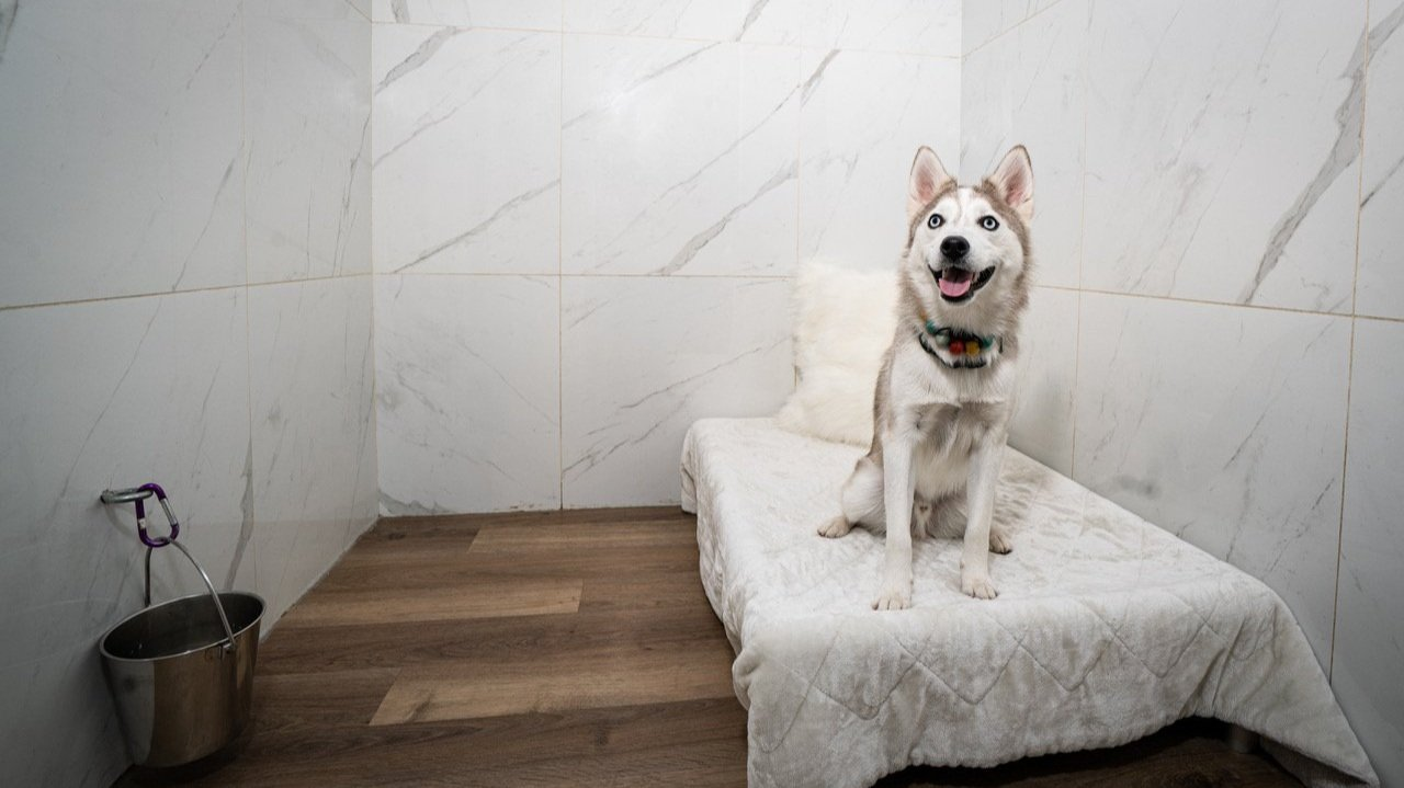 Good Dog of Port Coquitlam