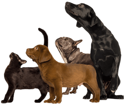 Patiköy Pet Grooming & Daycare