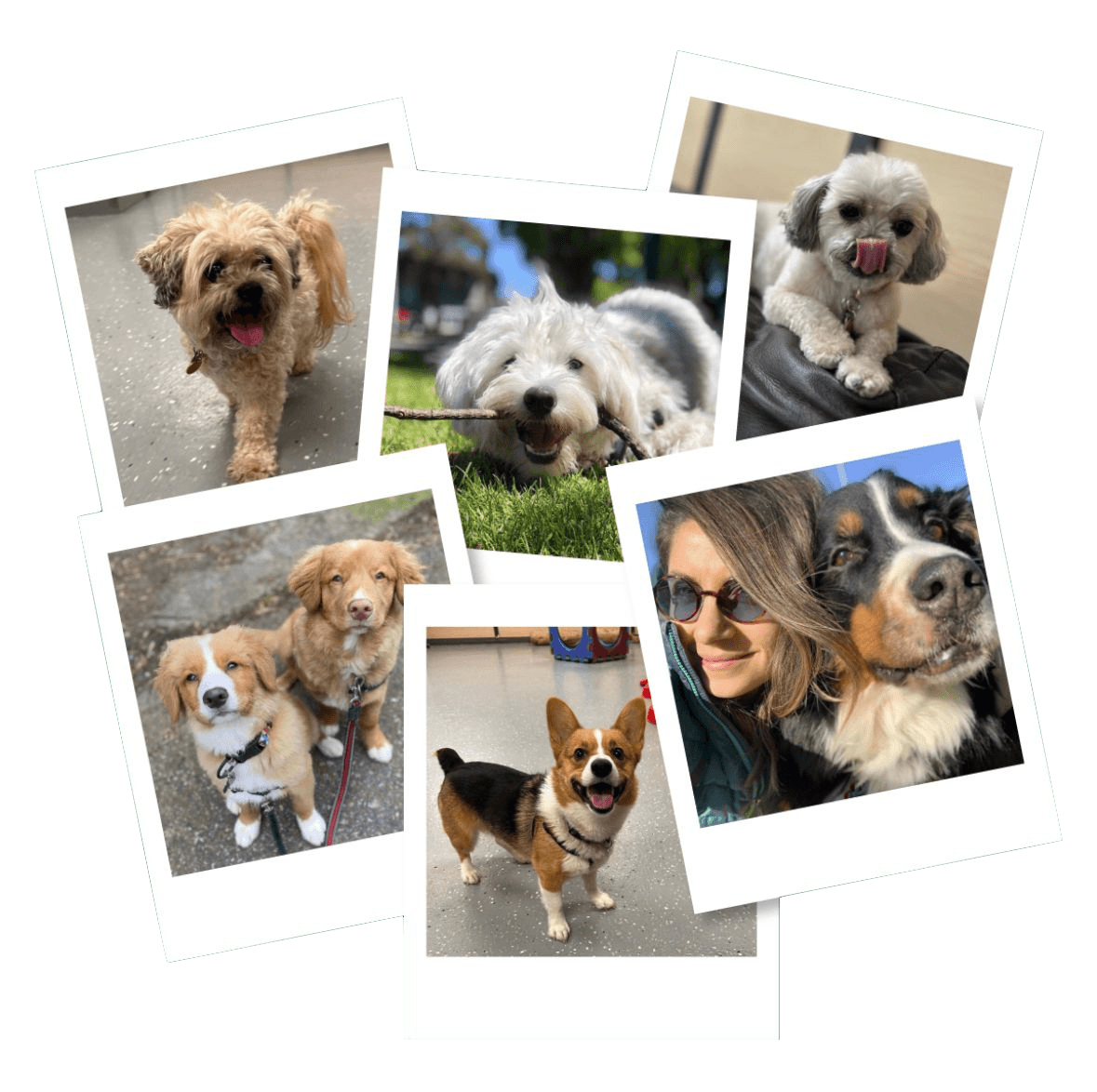 Patiköy Pet Grooming & Daycare