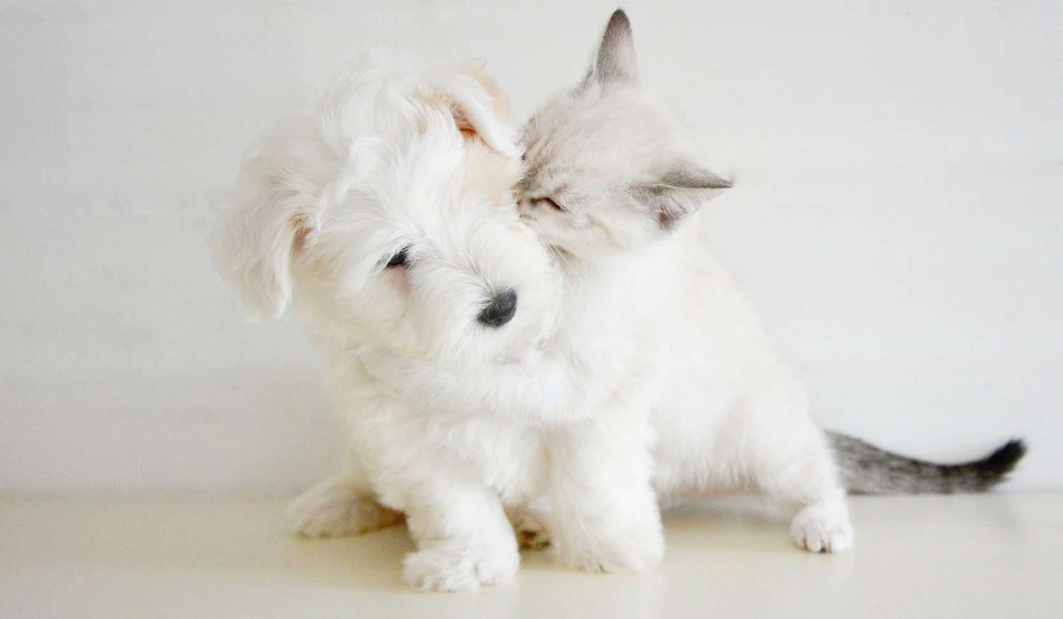 Steveston Veterinary Hospital