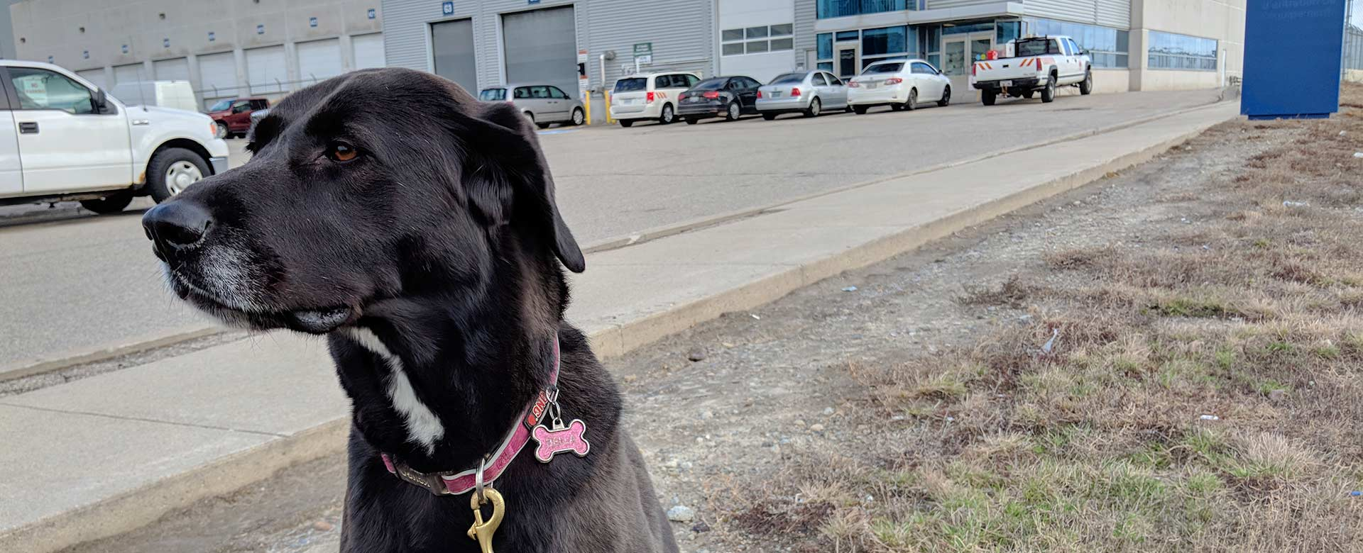 Lyon Petmobile Services