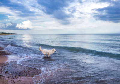 Annotation-2025-10-08-101102